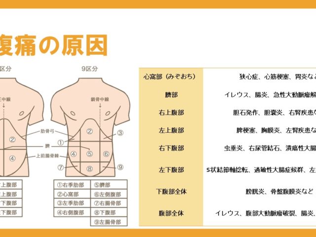 腹部打診濁音 – 腹部触診の方法 : 肝臓診察とEBM：肝臓の診察 – HBMDUG