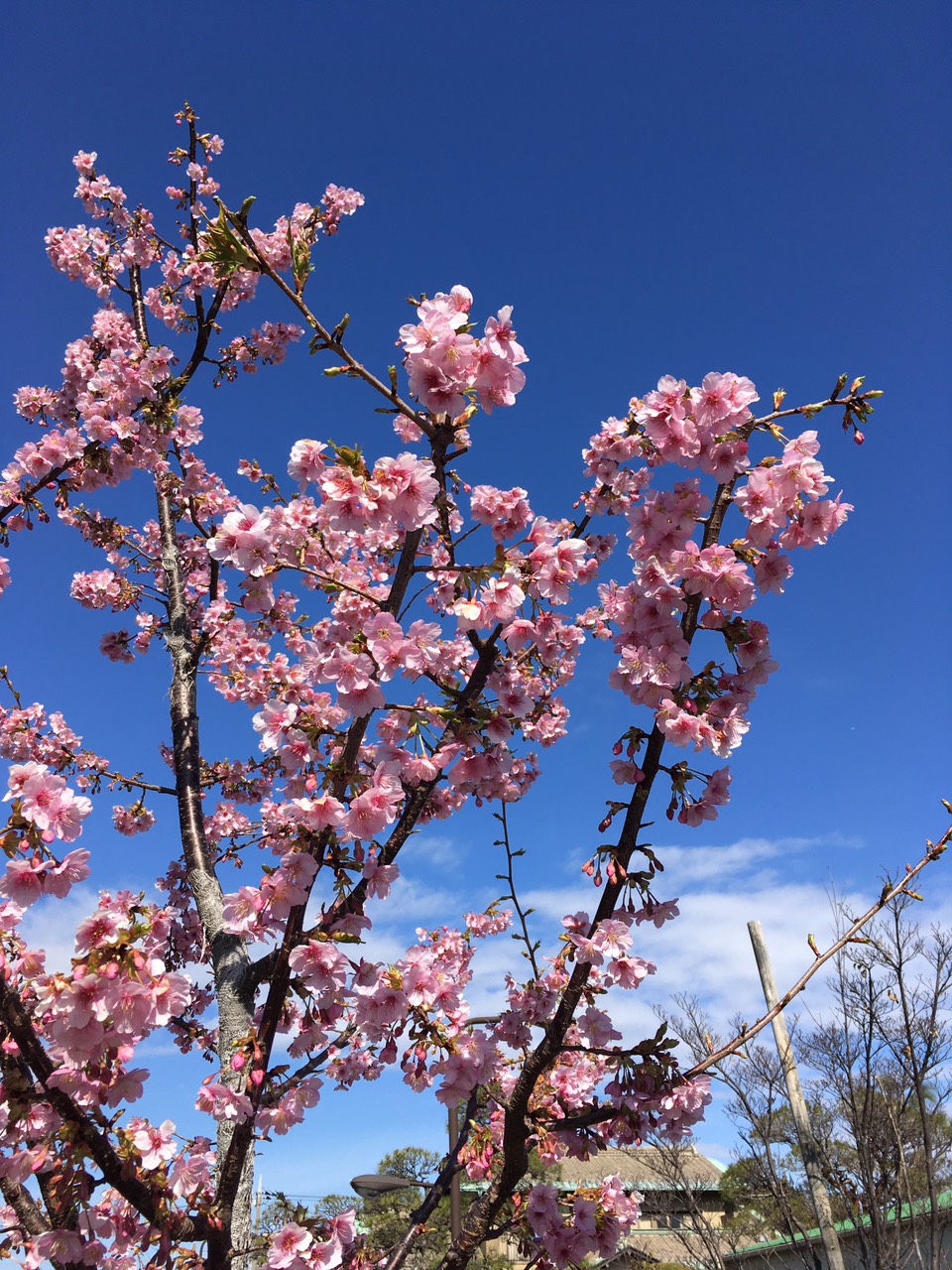 もうすぐ春到来！